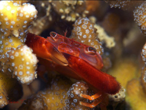 A well sheltered Coral crab by Sven Tramaux 